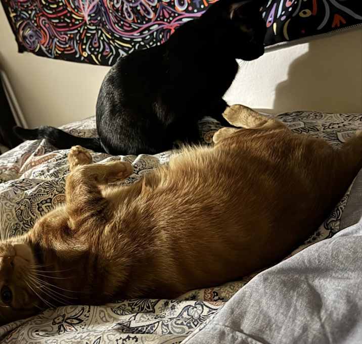 Photo of Ember & Lunar