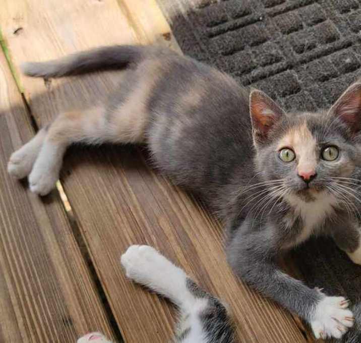 Photo of Juniper