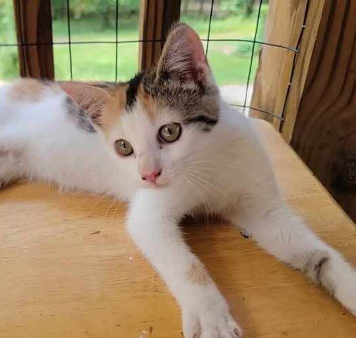 Photo of Daisy