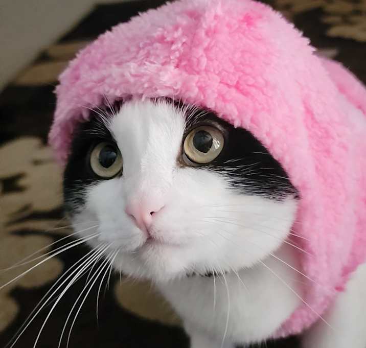 Photo of Luna
