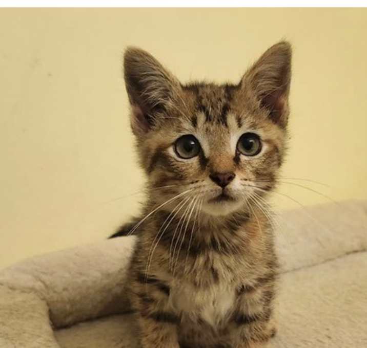 Cinnamon