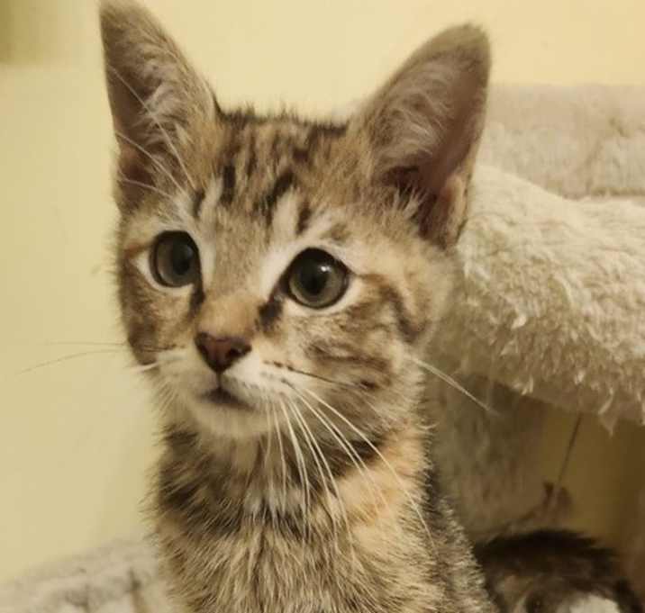 Cinnamon