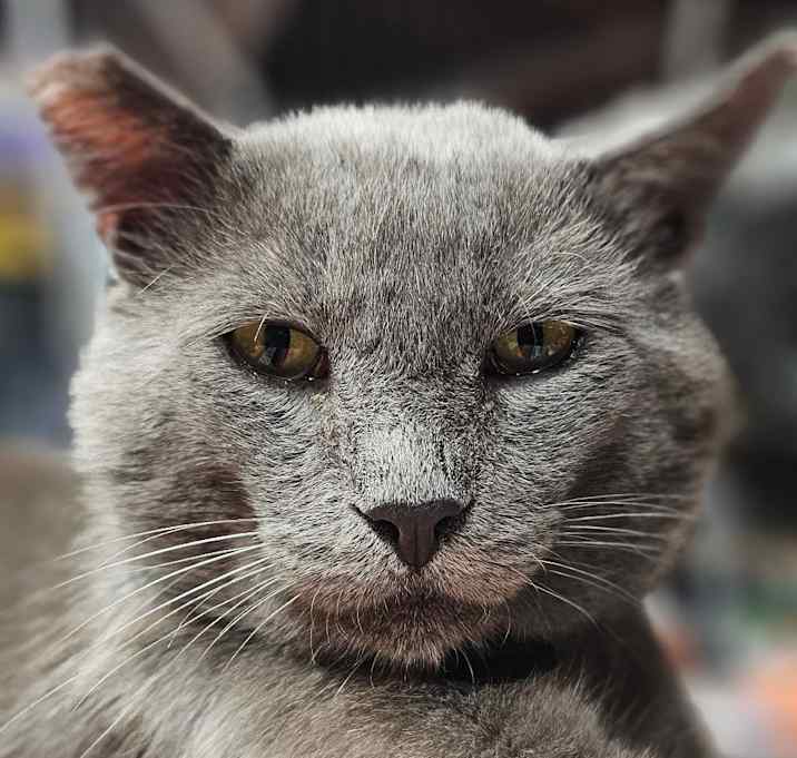 Photo of Bluey