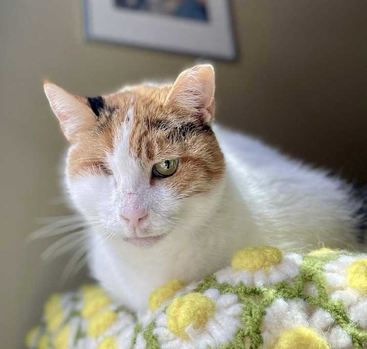 Photo of Rosie Mountain