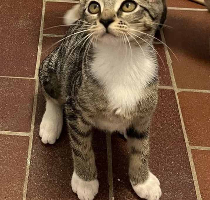 Photo of KITTEN DOTTIE