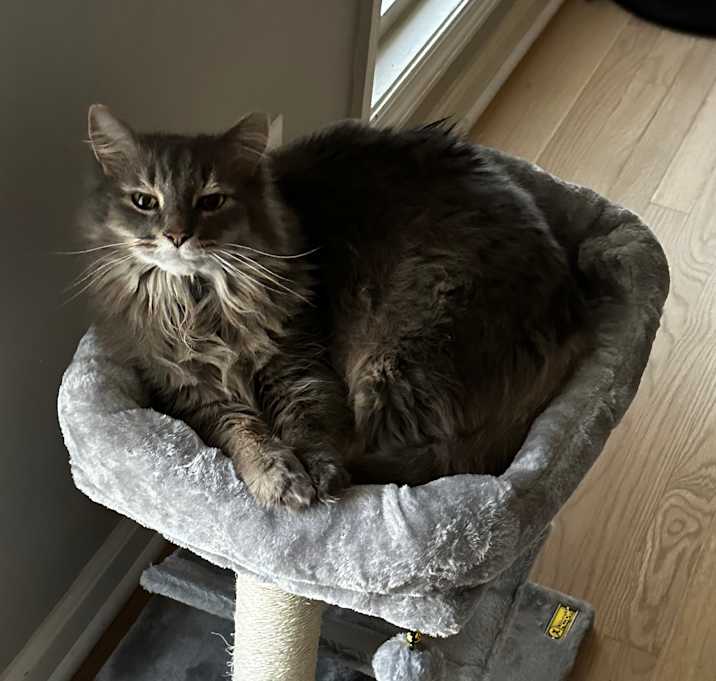Photo of Felix