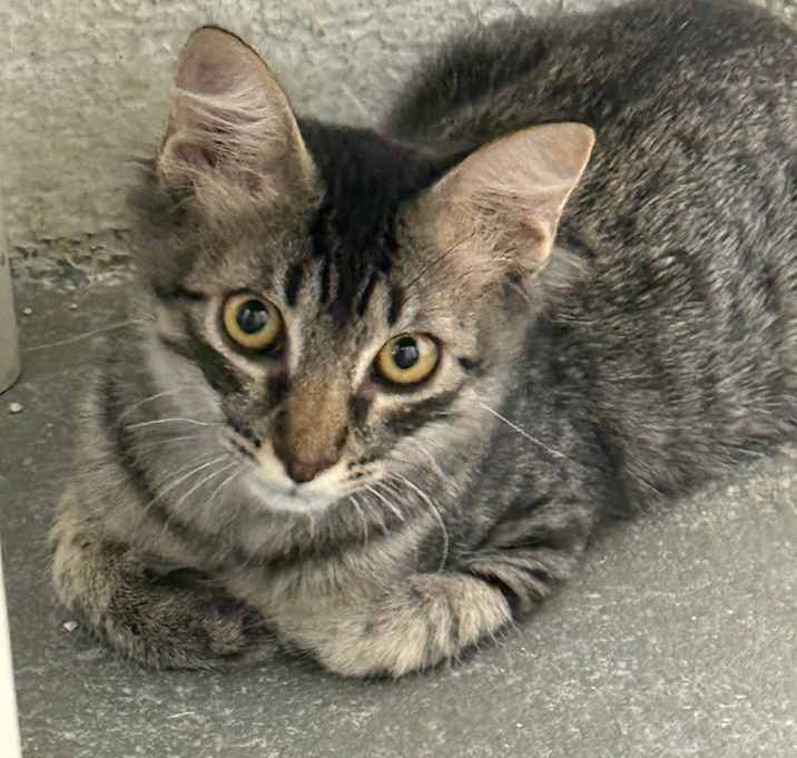 Photo of Miko