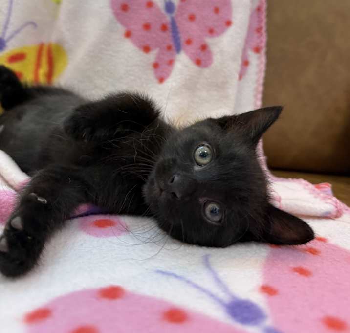 Photo of Midnight Arcangel