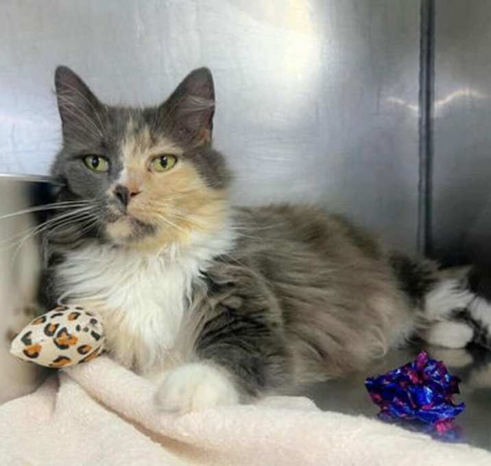 Photo of Dutchess