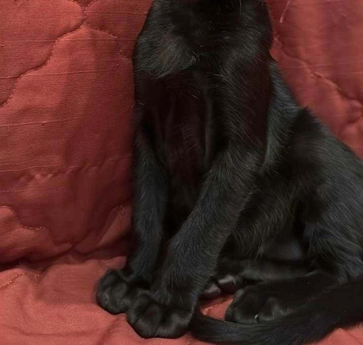 Photo of Batty
