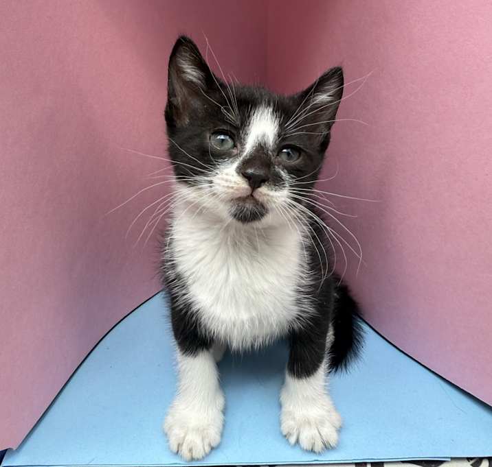 Photo of Jinx