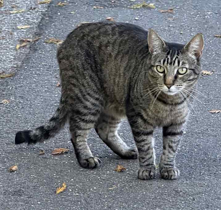 Photo of Miao