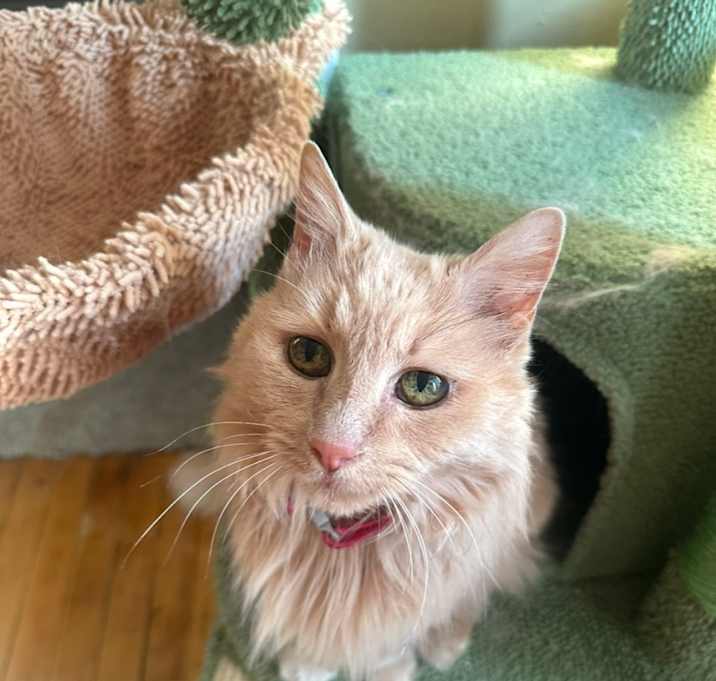 Photo of Chai
