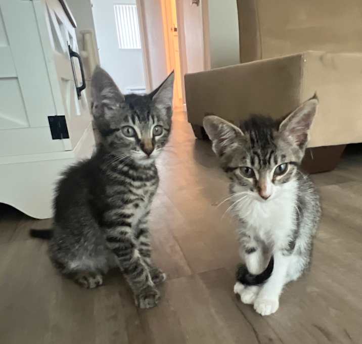 Photo of Twins