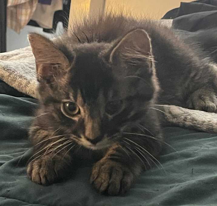 Photo of Mr.Chubbs/Chubbs