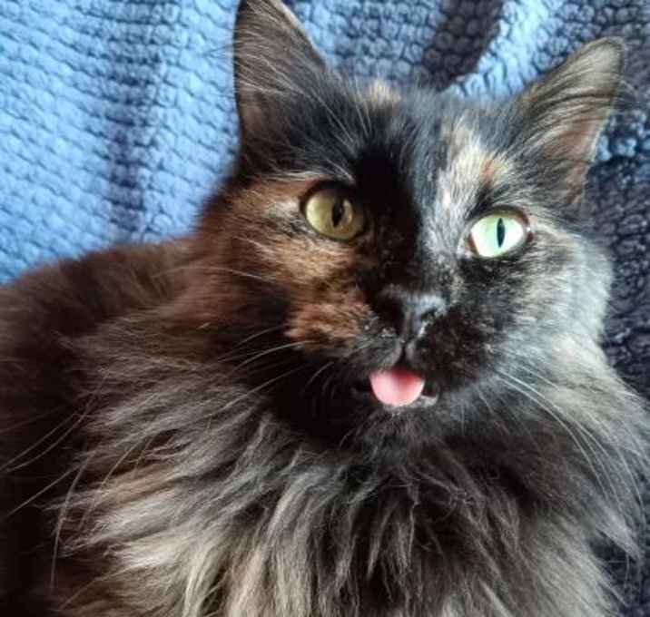 Photo of Lady Rainicorn