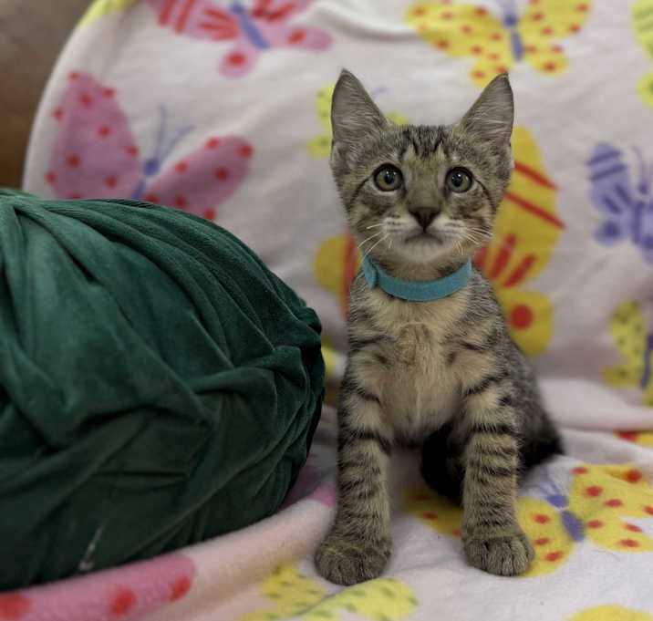 Photo of Jolly Rancher Candy