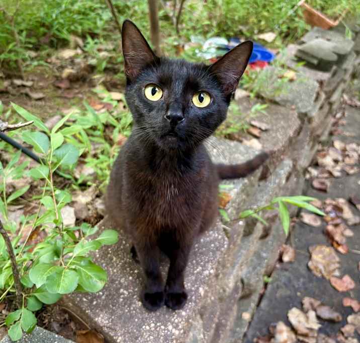 Photo of Salem