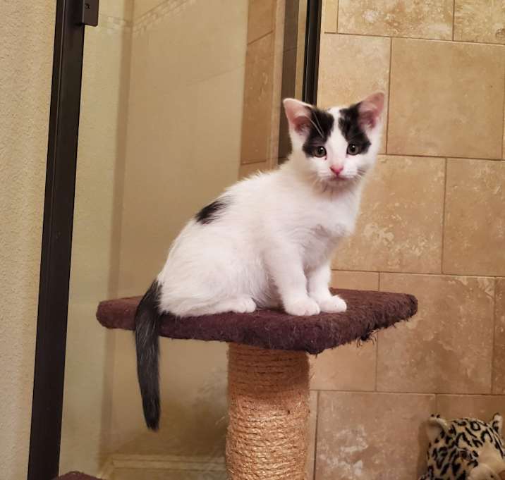 Photo of Domino