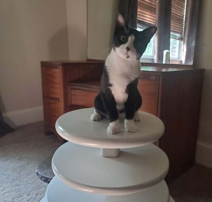 Photo of T'Challa