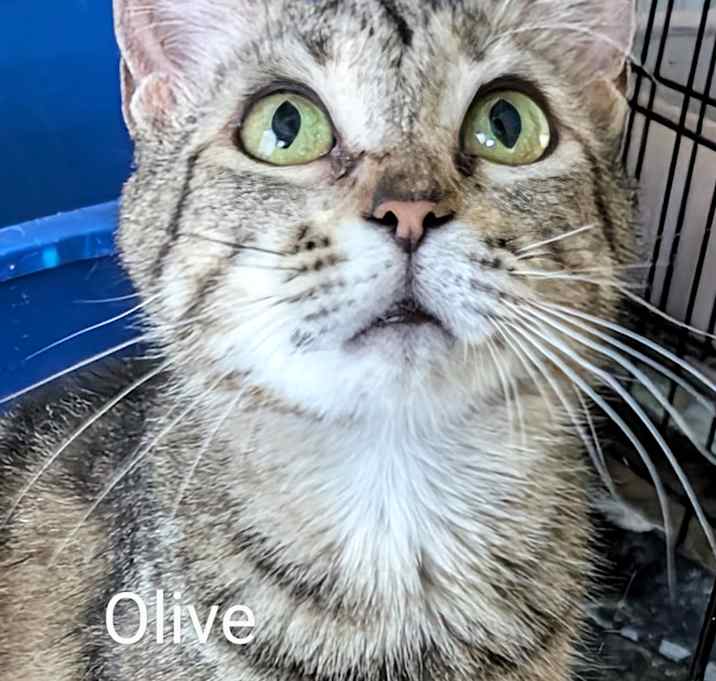 Photo of Olive