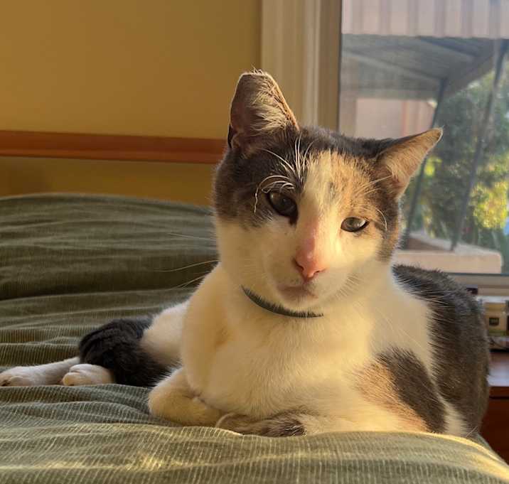 Photo of Oyster