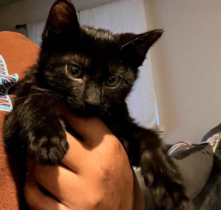 Photo of Diesel