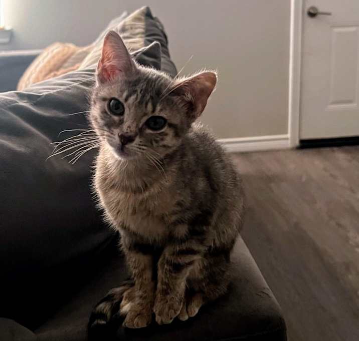 Photo of Catness