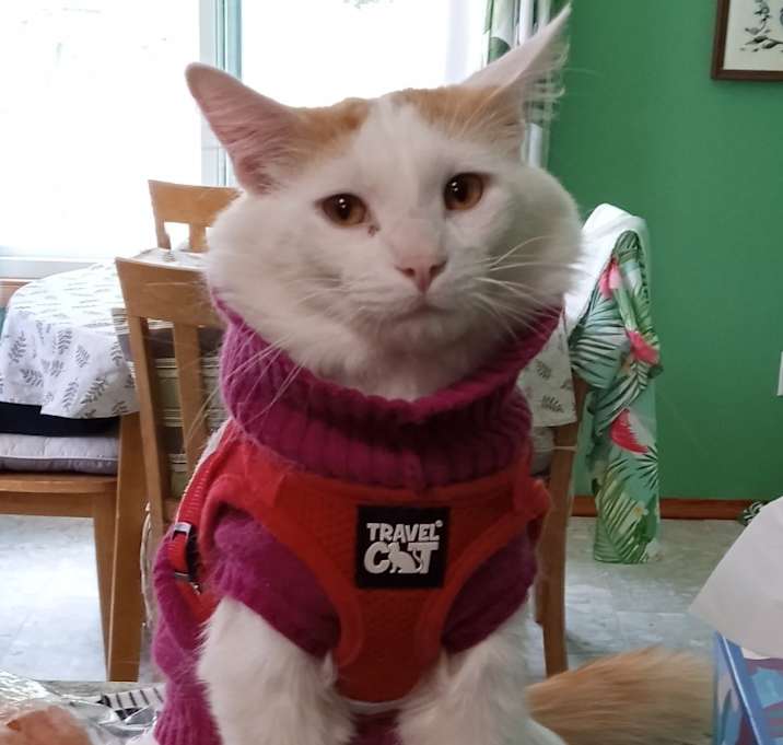 Photo of Biscuit
