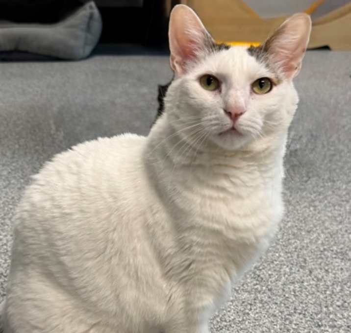 Photo of Chippie