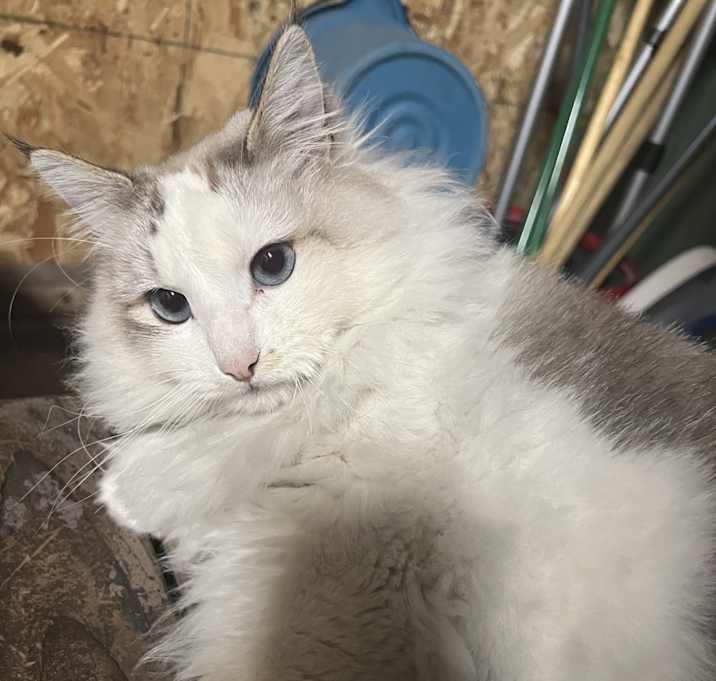 Photo of Blanco