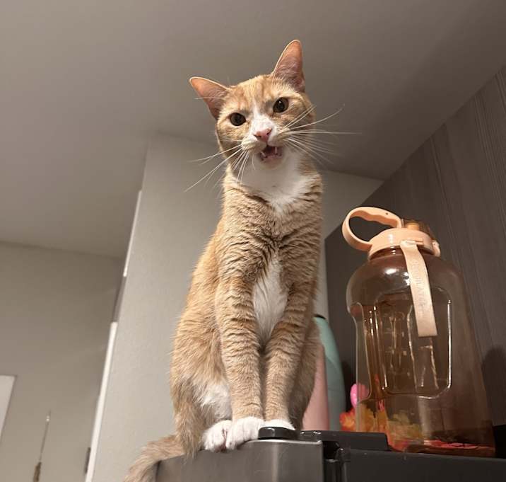 Photo of Rigby