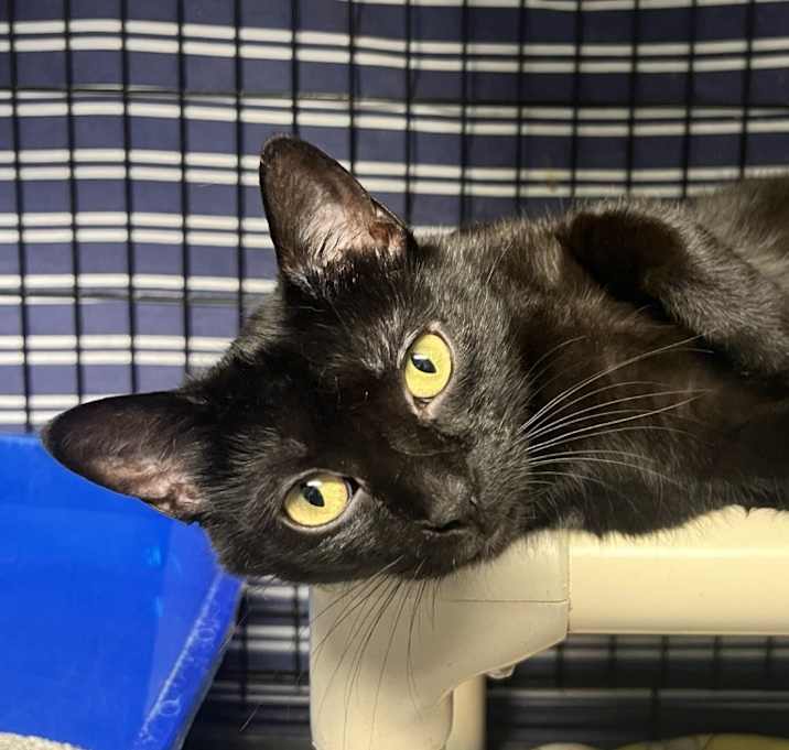 Photo of Pepper (prev Moon)