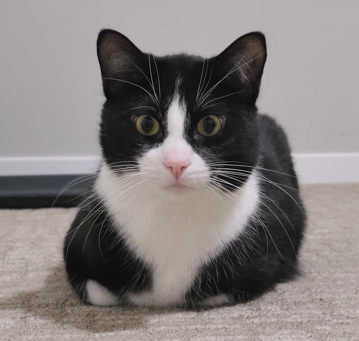 Photo of Oreo