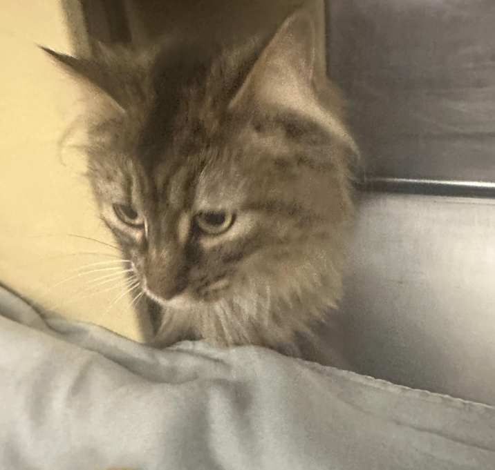 Photo of M.C. (Momma Cat