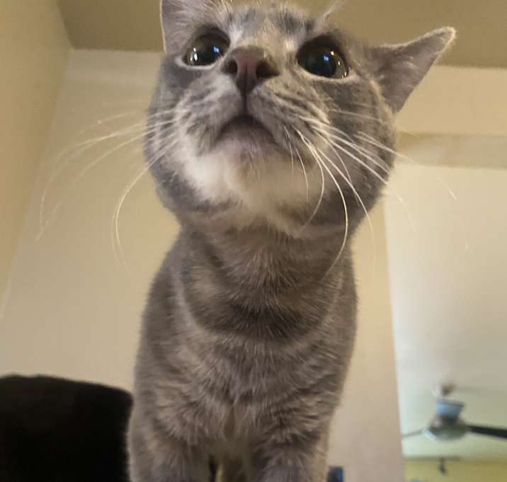 Photo of Dusty