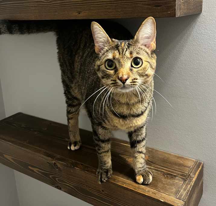 Photo of Sage