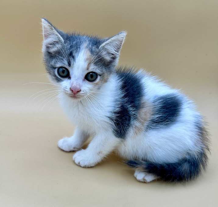 Photo of Snickerdoodle