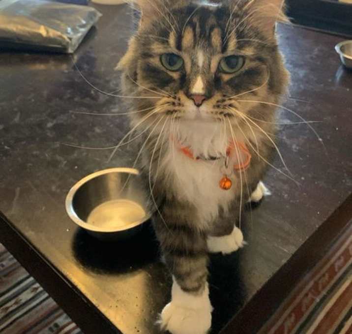 Photo of zz 'Houdini' courtesy listing