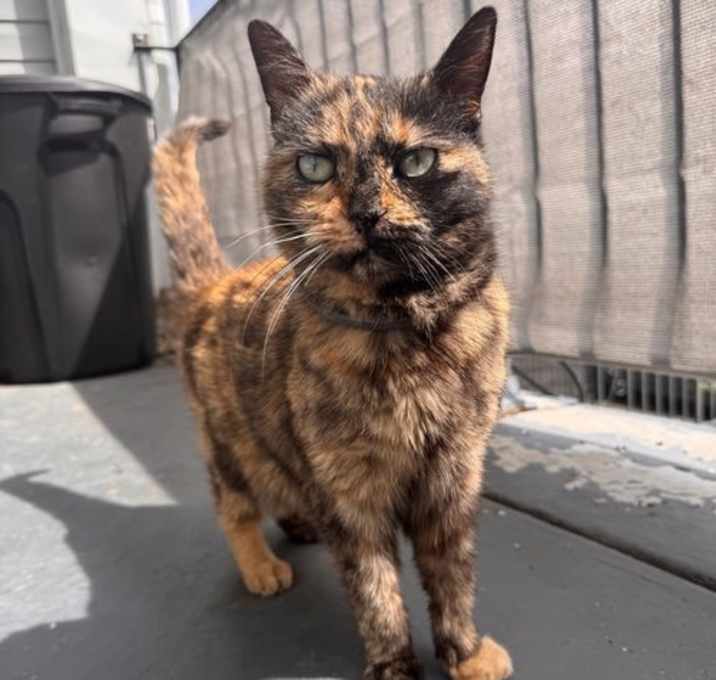 Photo of Torti