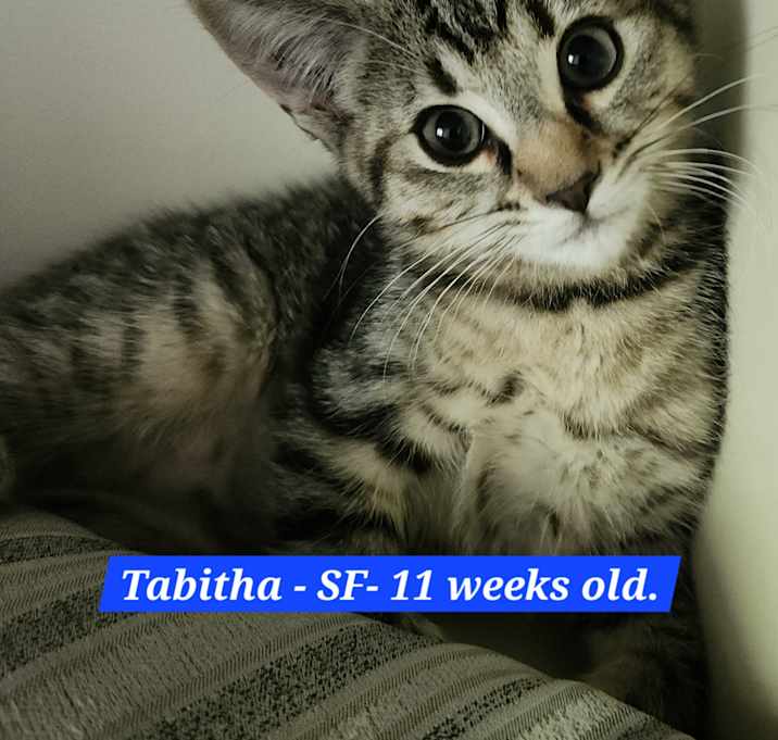 Photo of Tabitha