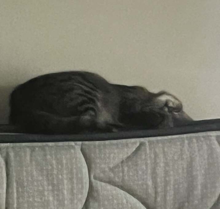 Photo of Snickers