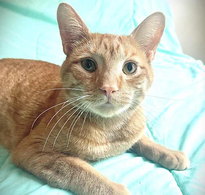 Photo of Terrific Tommy