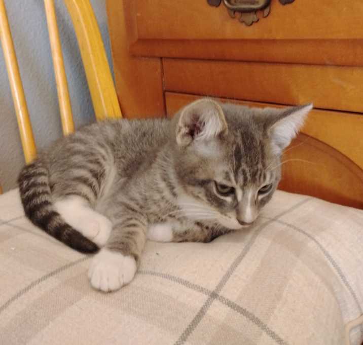 Photo of Simba