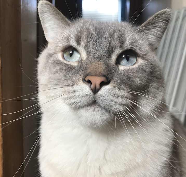 Photo of Leo