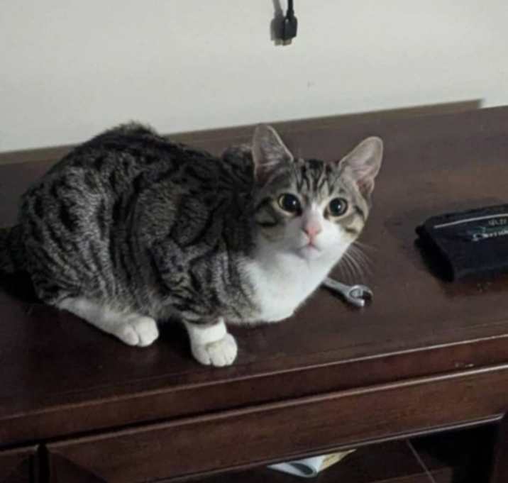 Photo of Twogie