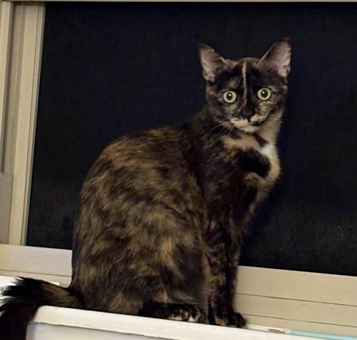 Photo of Bean