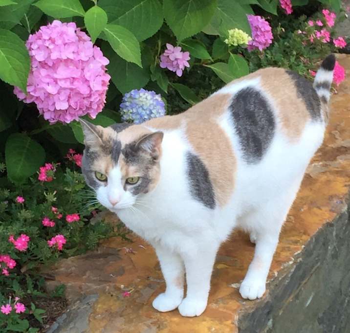 Photo of Abby