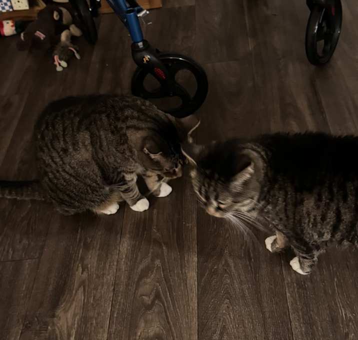 Photo of Simba and Nala