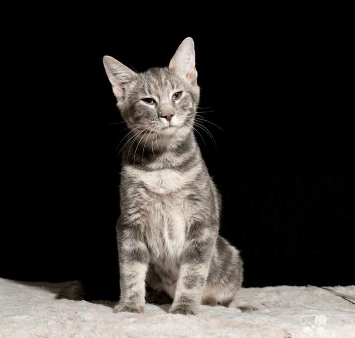 Photo of Bella